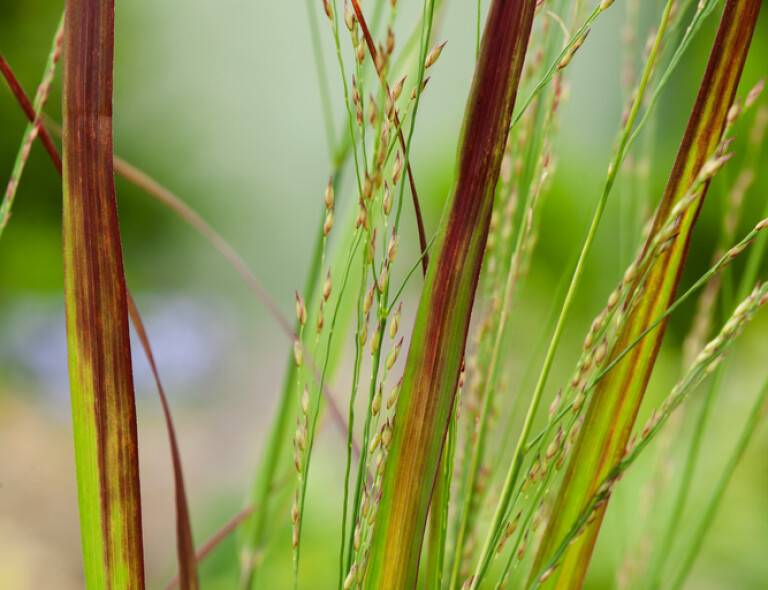 Panicum virgatum 'Cheyenne Sky'